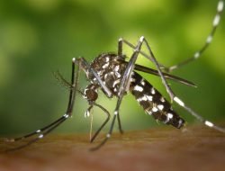 Mosquito-borne diseases has threaten World