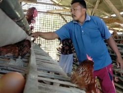 Harga Telur Anjlok, Peternak Ayam Terancam Gulung Tikar