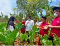 Sekolah Lapang DBHCHT, Petani Bersyukur Dapat Miliki Pengetahuan Tanaman Tembakau