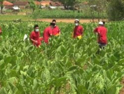 Dispertahortbun Manfaatkan DBHCHT Untuk Peningkatan Bahan Baku