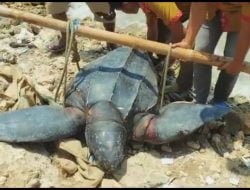 Penyu Raksasa Ditemukan Terdampar di Pantai