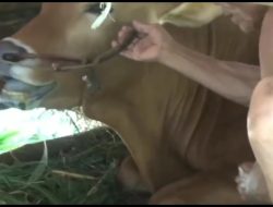 Sejumlah Sapi di Pamekasan Diserang Penyakit Bergejala Mirip PMK