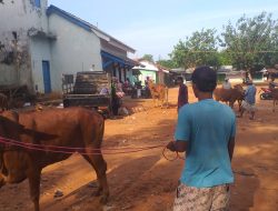 Dampak PMK, Pasar Sapi Sepi Jelang Idul Adha
