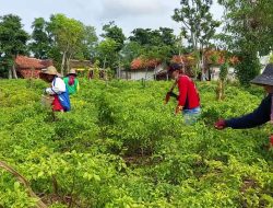 Berburu Harga Mahal, Petani di Sumenep Berbondong-bondong Panen Cabai Lebih Awal