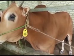 Kemenag Pamekasan Larang Berkurban Hewan yang Alami Gejala Wabah PMK