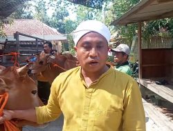 Jelang Idul Adha Berkah Bagi Peternak Sapi Kurban, Penjualan Meningkat di Tengah Merebaknya PMK