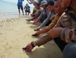 Pertama Kali Pelepasan Tukik di Pantai Wisata Sumenep