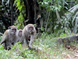 Kawanan Monyet Serang Tanaman Petani di Pamekasan