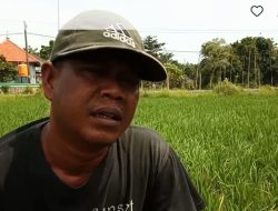 Petani di Pamekasan Menjerit, Pupuk Bersubsidi Langka di Musim Tanam