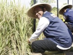 Kabar Baik, Bupati Fauzi Pastikan Stok Beras Selama Ramadan Aman