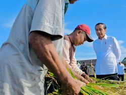 Maros Lumbung Beras Sulsel, Presiden: Surplus Panen Bisa untuk Daerah Lain
