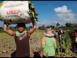 Di Tengah Marak Pemberitaan Rokok Ilegal Beredar, Petani Gembira Musim Panen Harga Tembakau Mahal Capai Rp 60 Ribu Perkilo