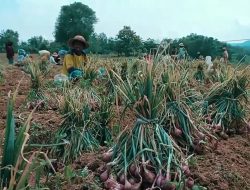 Bawang Merah Khas Sumenep Tembus Pasar Mancanegara