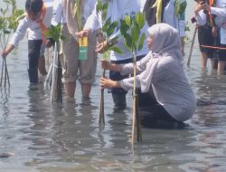 Capai 40 Persen, Pohon Mangrove di Sumenep Terbesar se-Jatim