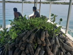 Lagi, FKKKI Kirim Ribuan Bibit Mangrove ke Pulau Gili Genting Sumenep