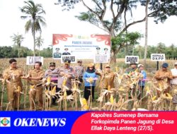 Dukung Ketahanan Pangan, Kapolres Sumenep Bersama Forkopimda Panen Jagung di Desa Ellak Daya Lenteng
