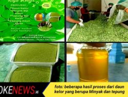 Bhumikara Kula Sejahtera Eksportir Daun Kelor Terbesar di Madura Hingga Tembus Pasar Internasional