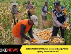 Dukung Asta Cita Presiden RI, Bhabinkamtibmas Desa Torbang Panen Jagung Bersama Petani