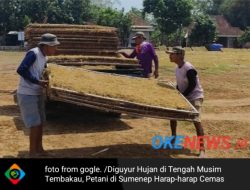 Diguyur Hujan di Tengah Musim  Panen Tembakau, Petani di Sumenep Harap-harap Cemas
